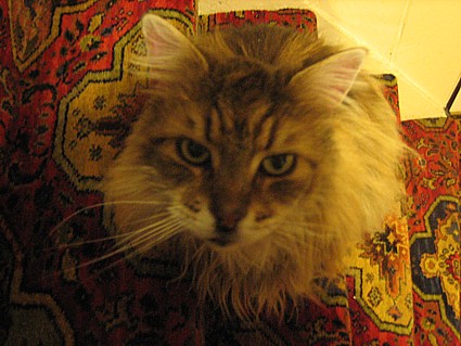 �x�����[�̔L