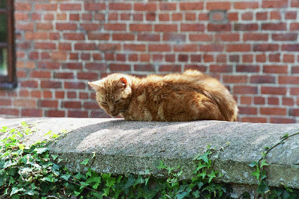 �����E�F�[���Y�̔L