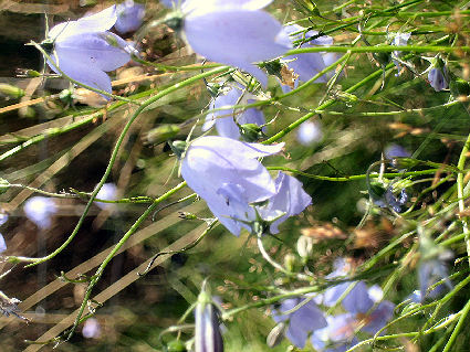 ���ɗh����